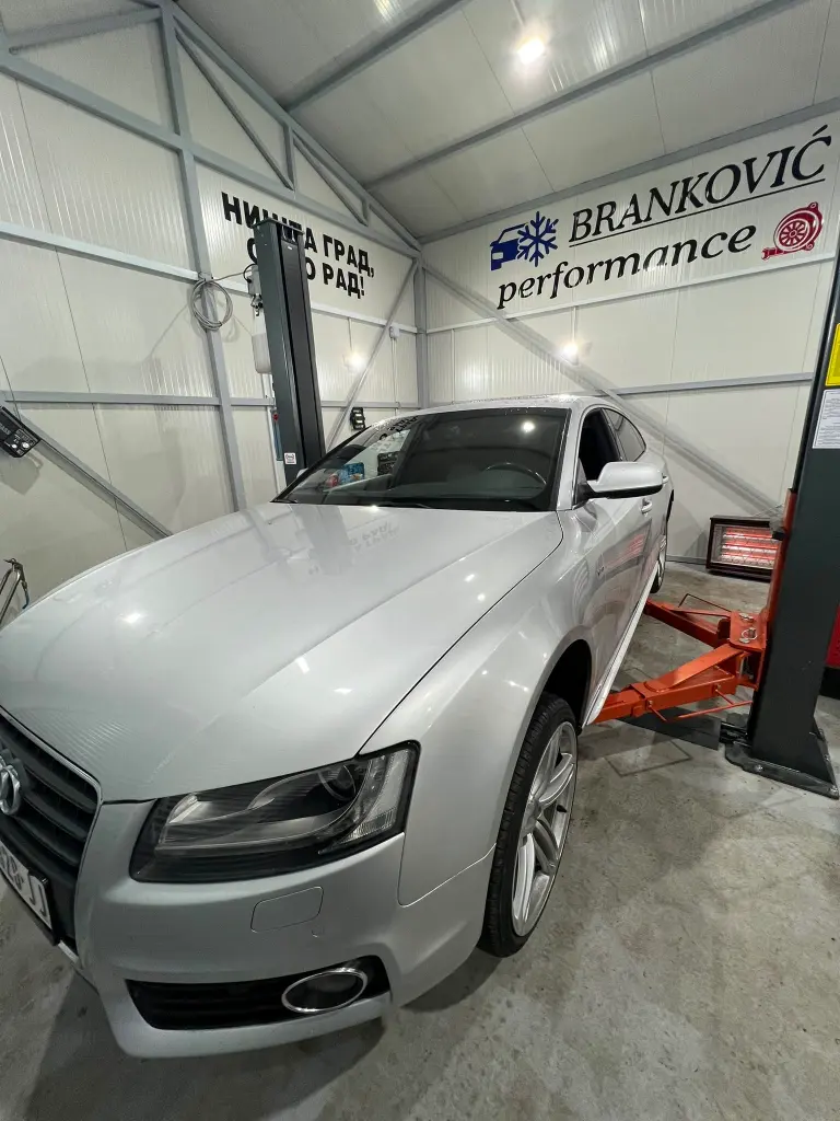 Branković Performance rad 7